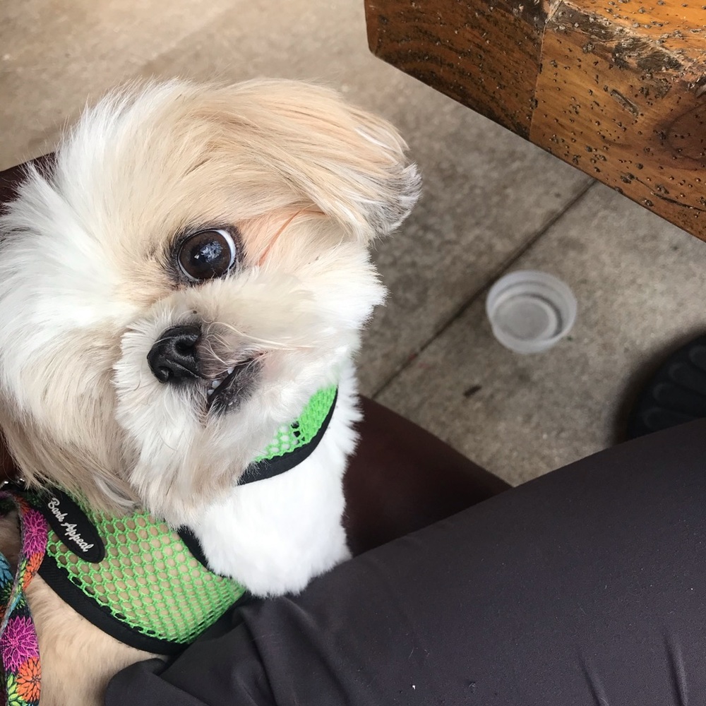 TOOTSIE
